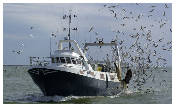 Fischtrawler in Deutschland und Ausland neu / gebraucht kaufen.